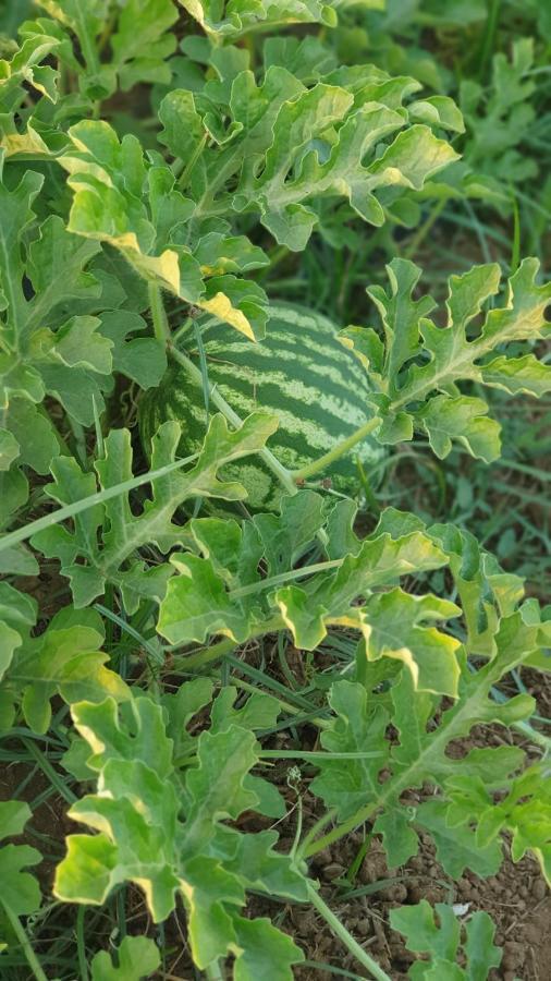Azienda Agricola I Peperoncini Alghero Dış mekan fotoğraf