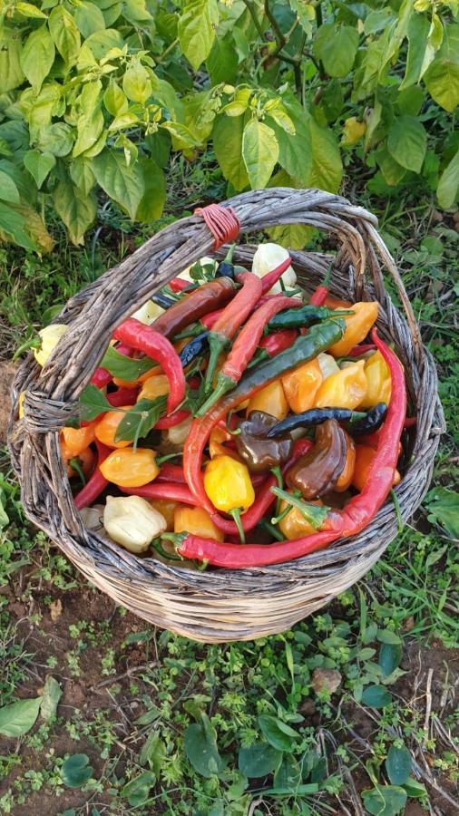 Azienda Agricola I Peperoncini Alghero Dış mekan fotoğraf