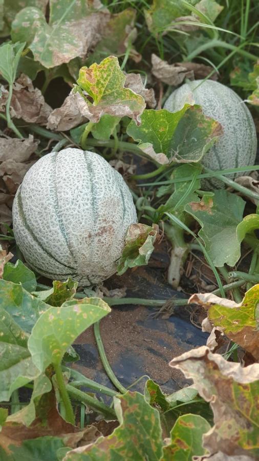 Azienda Agricola I Peperoncini Alghero Dış mekan fotoğraf