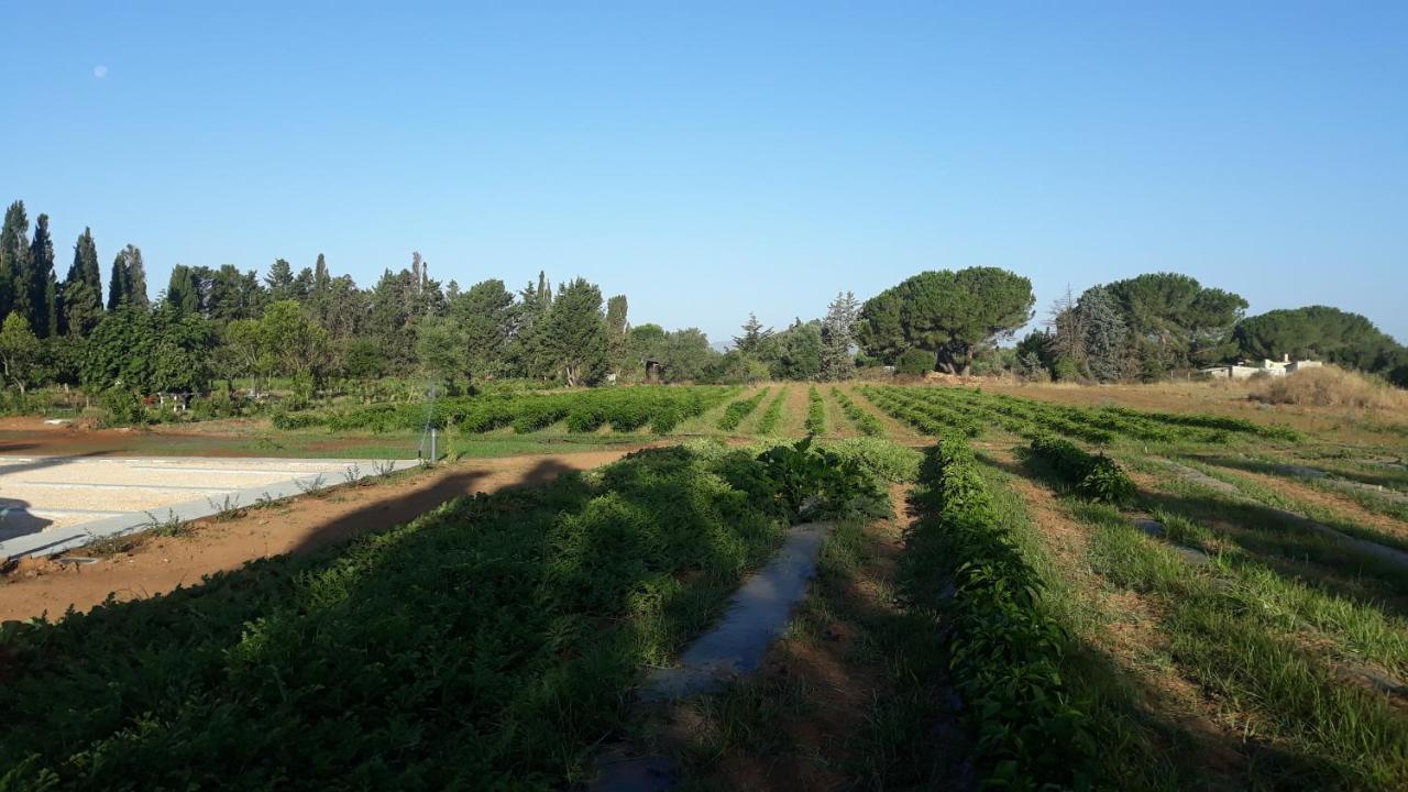 Azienda Agricola I Peperoncini Alghero Dış mekan fotoğraf